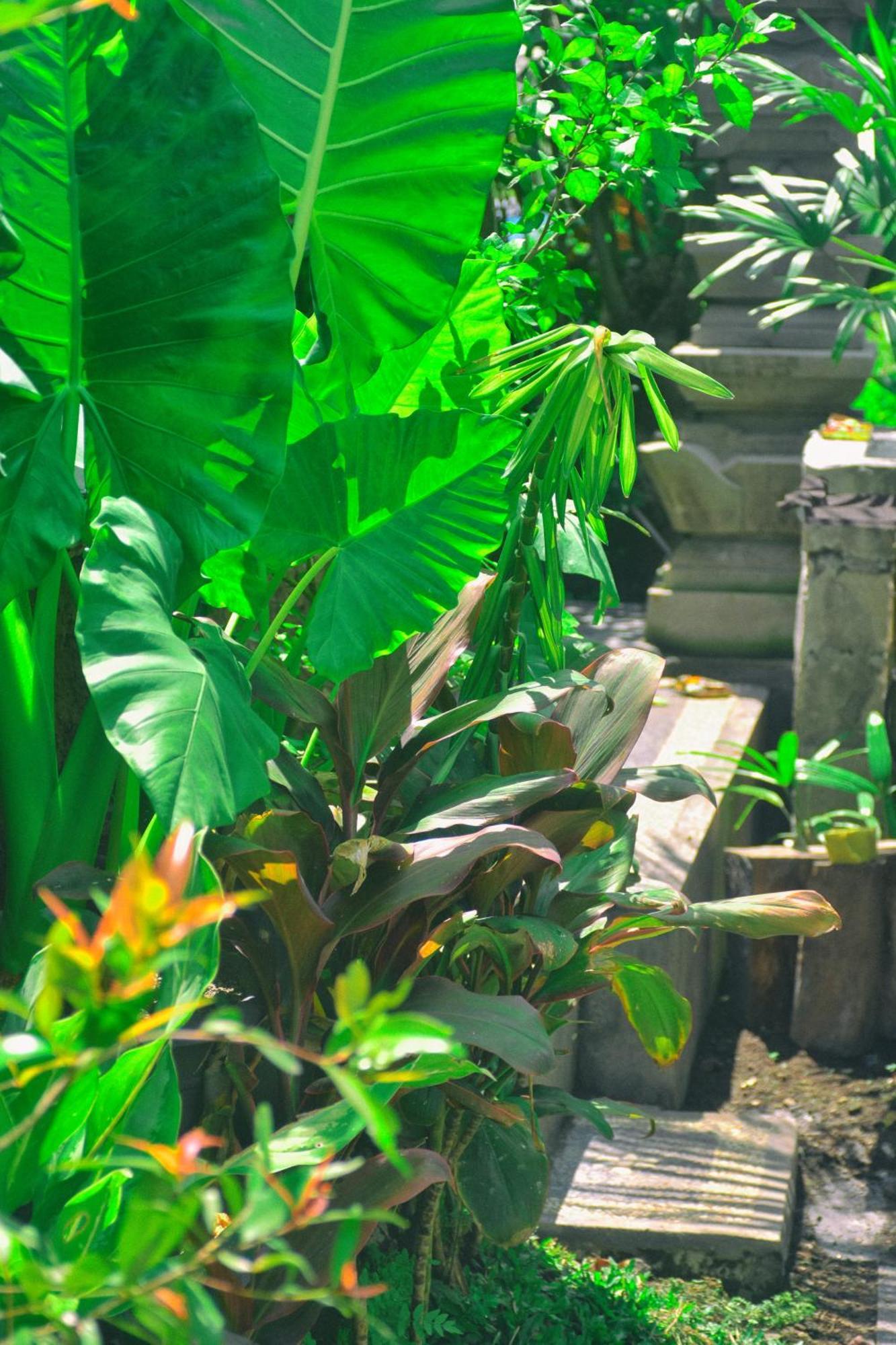 Ume Sita Villa And Homestay Ubud Exteriér fotografie